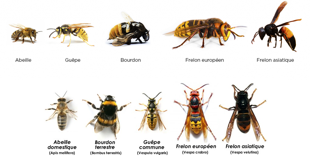 Frelon asiatique BagnèresdeBigorre
